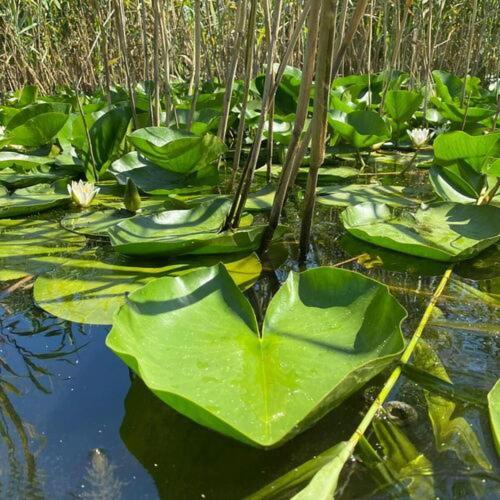 Отель Agropensiuea Casa Uncu Муригьол Экстерьер фото